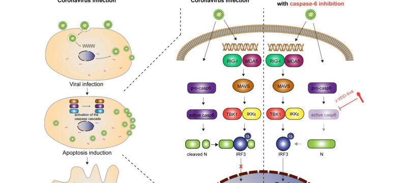 How Coronaviruses Exploit Antiviral Defense Mechanisms For Efficient ...